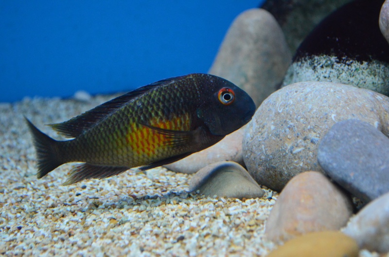 Tropheus moorii 'Kalambo Lodge'